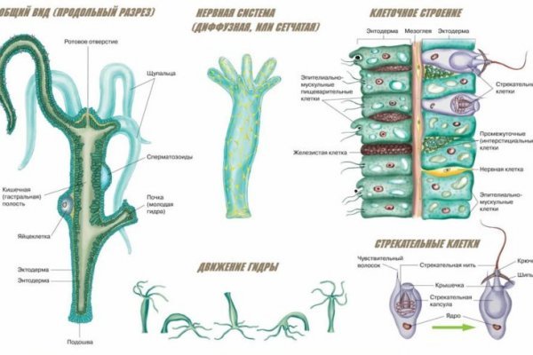 Актуальная ссылка на кракен kraken