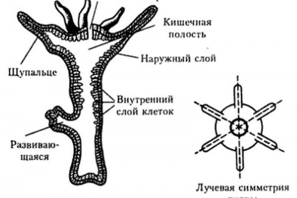 Kraken 13 at сайт